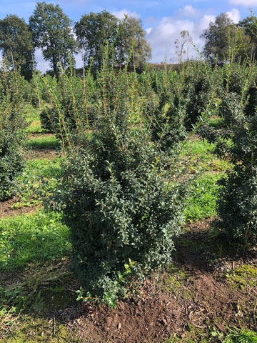 Osmanthus burkwoodii