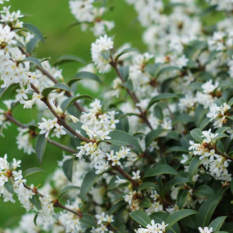 Osmanthus burkwoodii