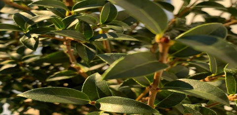 Osmanthus burkwoodii