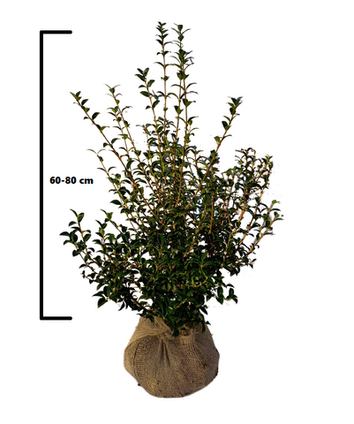 Osmanthus Burkwoodii maat 60-80 cm