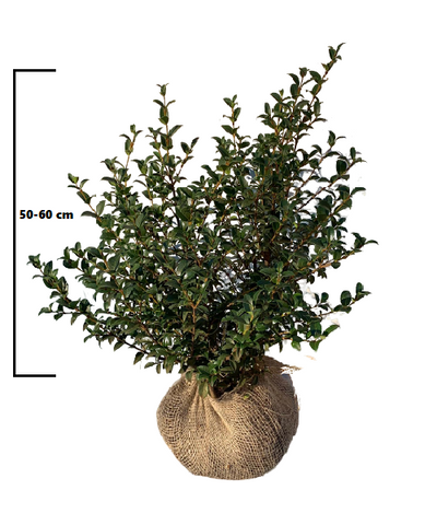 Osmanthus Burkwoodii maat 50-60 cm